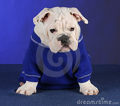 Bull Dog